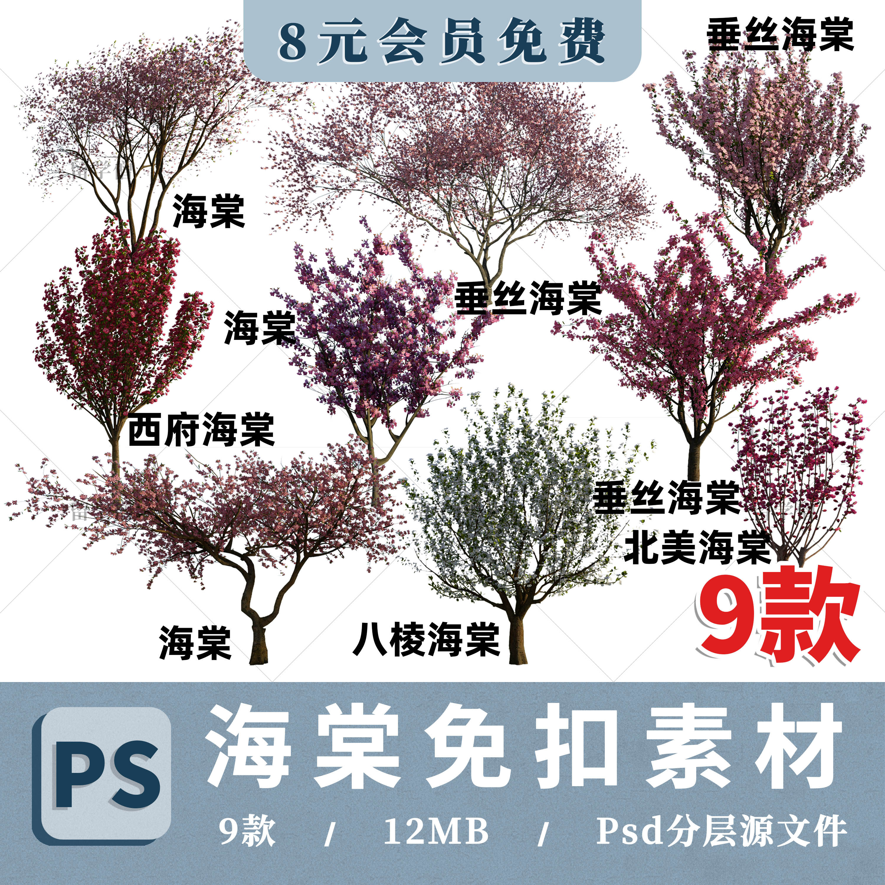 园林垂丝海棠北美八棱西府海棠ps效果图后期海棠立面psd分层素材