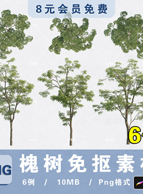 主景乔木槐树国槐高清槐树PNG平立面免抠PS分层素材procreate贴图