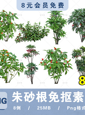 朱砂根植物素材紫金牛科PNG白底免抠朱砂根procreate贴图片ps素材