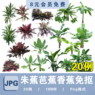 园林景观芭蕉香蕉朱蕉png高清植物素材免抠ps分层景观芭朱蕉贴图