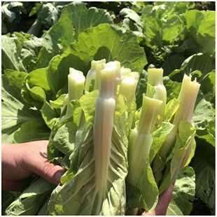 蔬菜青菜小白菜心 农家现摘打霜白菜苔湖北高山新鲜嫩菜心菜薹当季