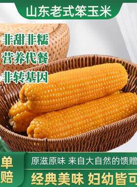 山东老式笨玉米不甜黏糯有嚼劲
