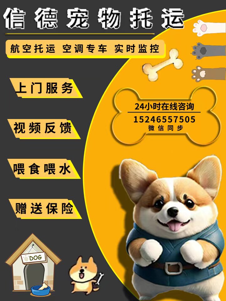 宠物托运服务全国猫咪狗狗空运北京上海广州深圳专车人宠同车包车怎么样,好用不?