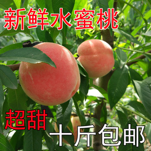 六月二十陕西礼泉突围水密桃西安水蜜桃子新鲜水果甜桃大果