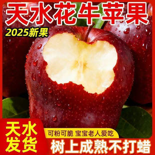 甘肃天水花牛苹果香甜粉面软糯花牛新鲜面苹果宝宝挂果泥粉面苹果