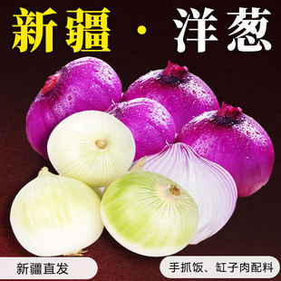 新疆紫皮洋葱新鲜红皮牙子生吃食用红洋葱圆葱蔬菜即食生鲜皮芽子