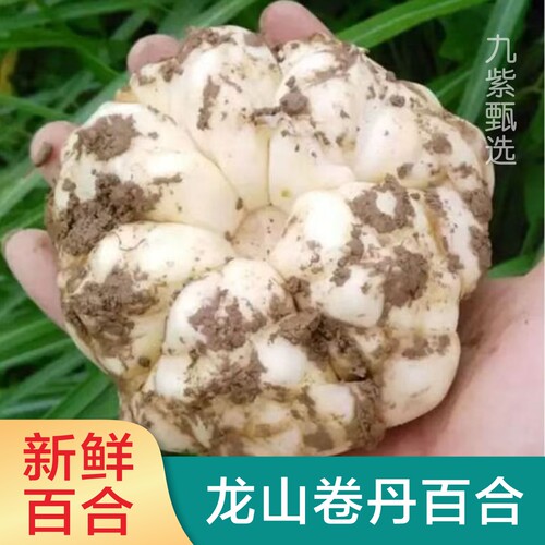 新鲜龙山卷丹百合粉糯微苦百合现挖湖南药食苦味百合非宜兴百合
