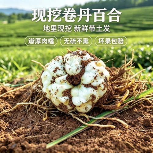 新鲜卷丹百合湖南龙山县百合药食同源百合现挖粉糯微苦非宜兴百合
