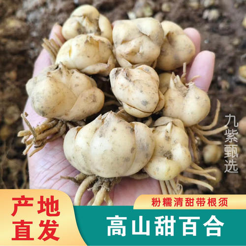 菜百合种球甜百合种球赏花小百合种子盆栽绿植非龙牙百合种子种球