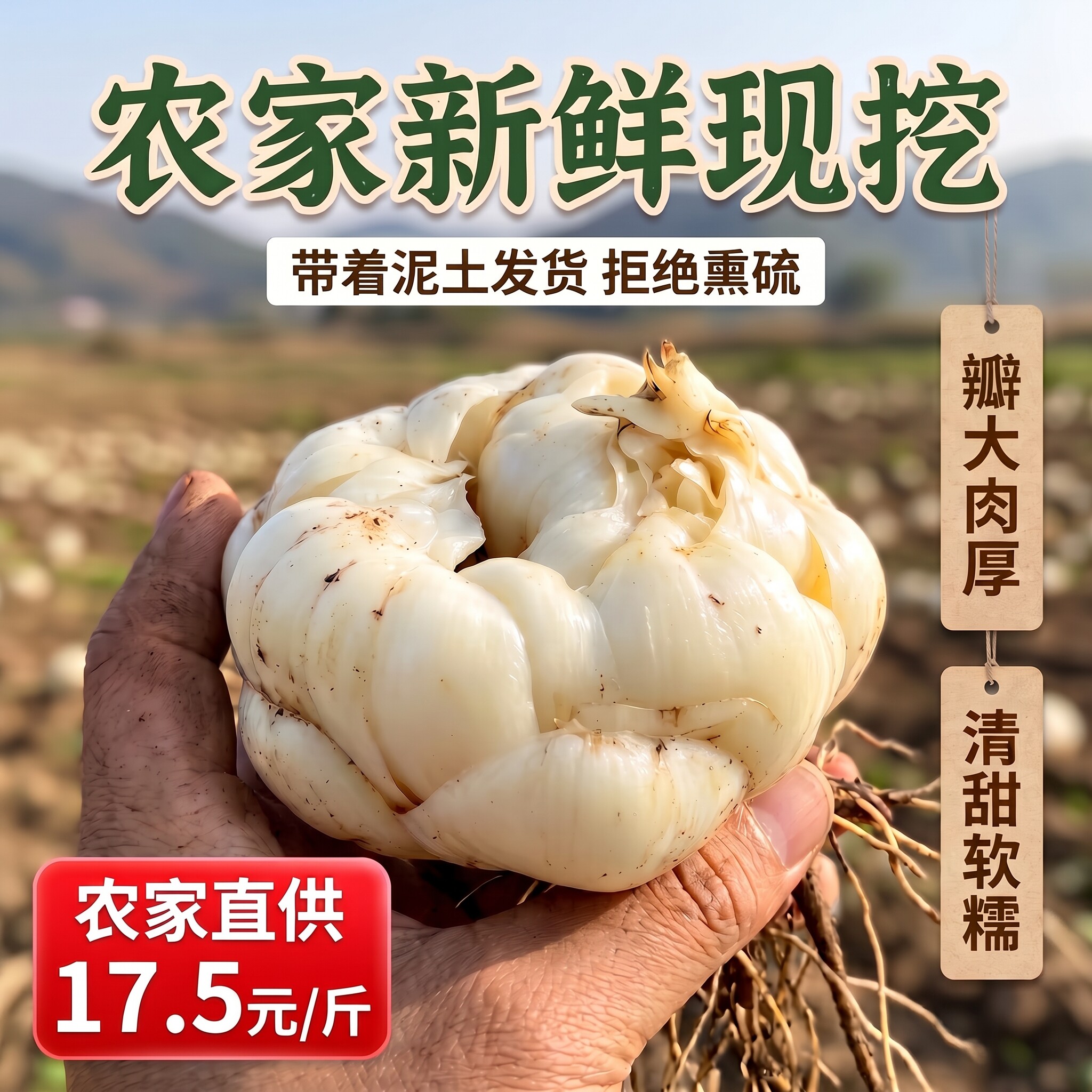 2026 当季 新鲜高山甜百合食用口感软糯 甘甜 无硫 现挖农家自种