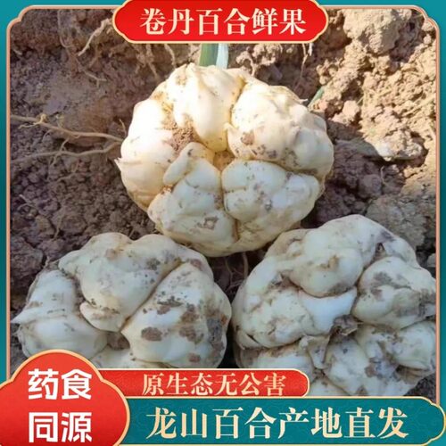 新鲜卷丹百合湖南龙山百合药食同源百合现挖粉糯微苦非宜兴百合