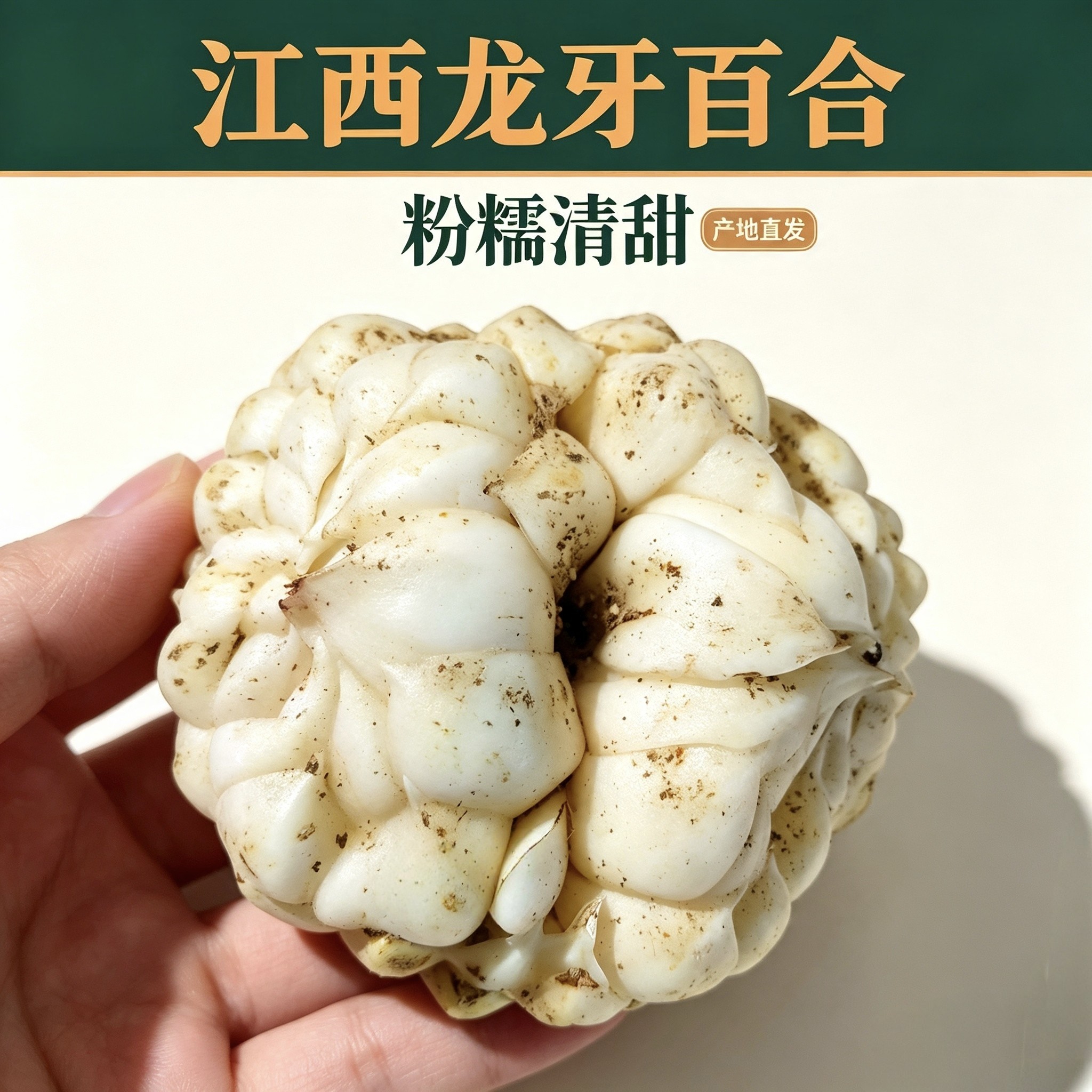 【正宗龙牙百合】新鲜江西吉安龙牙百合粉糯清甜万载白水龙牙百合