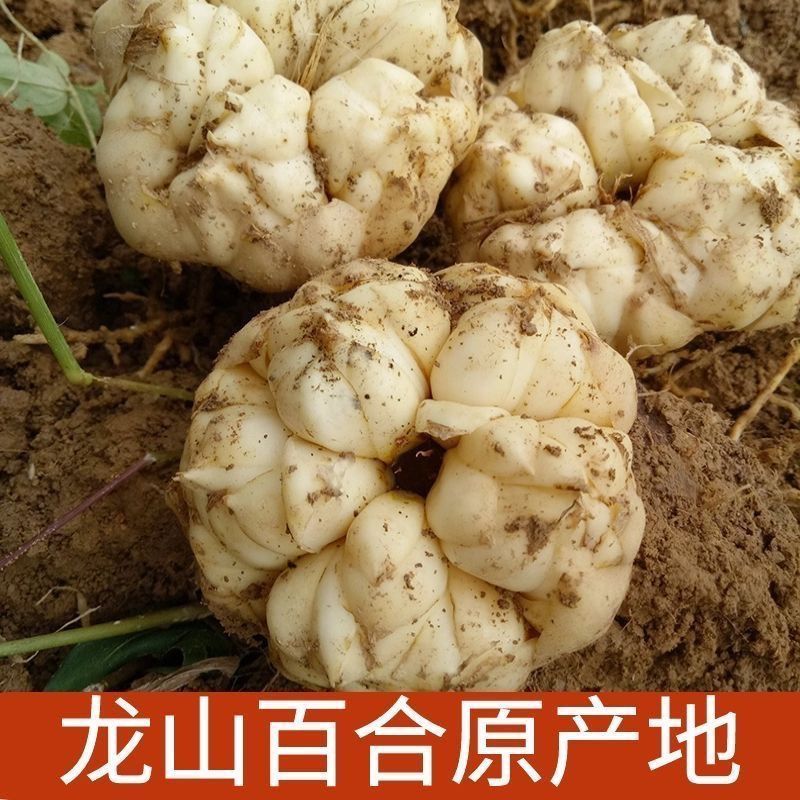 【龙山县百合】卷丹百合有苦味新鲜湖南百合非兰州宜兴百合百合