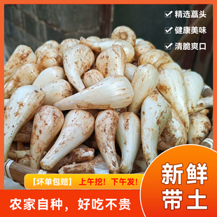 江西荞头新鲜藠头现挖荞头农家自种荞头腌制泡菜教头大个茭头批发