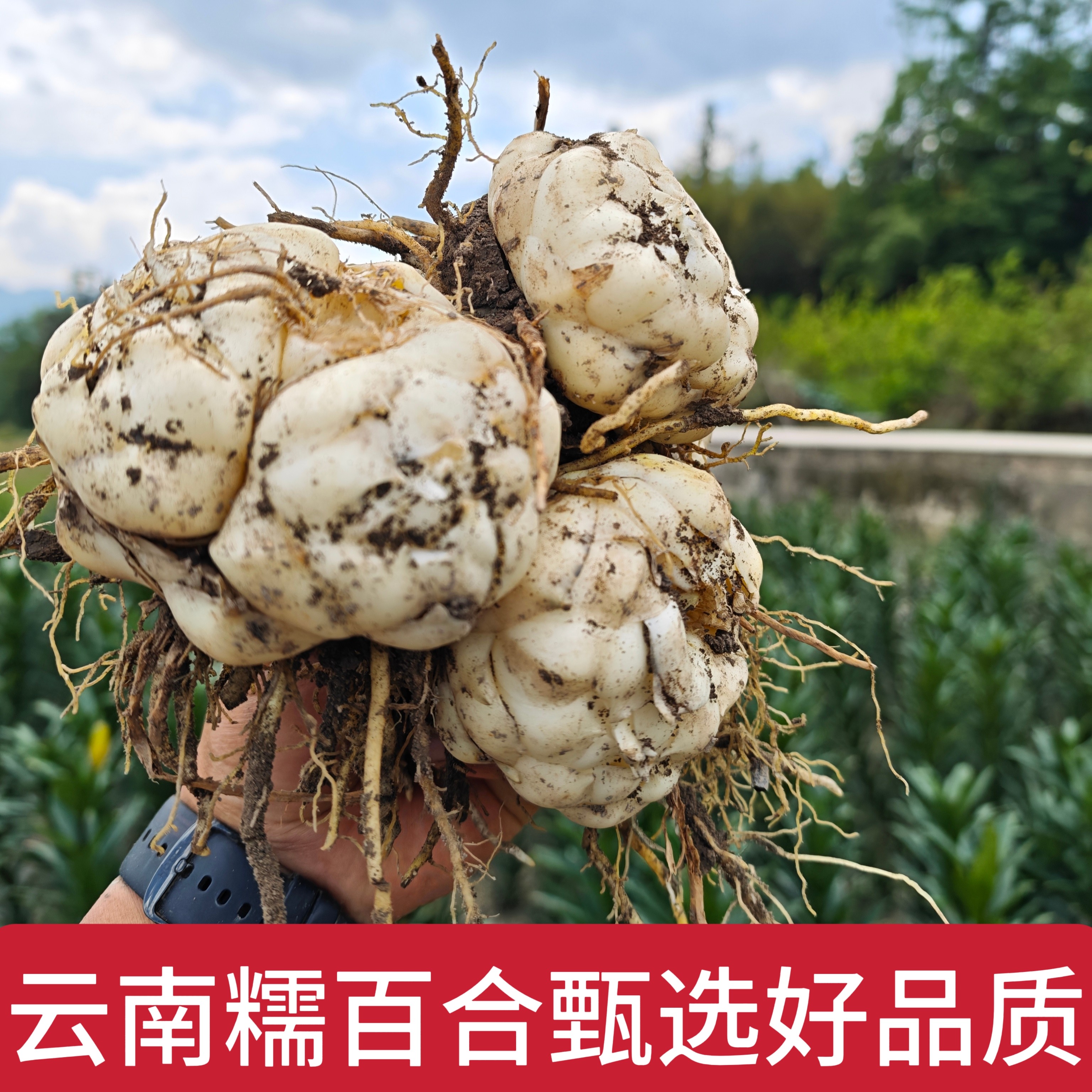 云南糯百合新鲜现挖药食同源煲汤佳品新鲜百合正宗甜百合粉糯清甜