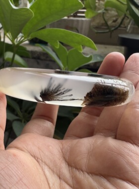 花语玉髓天然海洋玉髓马料高冰水墨发丝象形鹭鸶玛瑙手镯圈口56mm