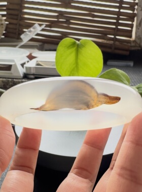 花语玉髓 天然海洋玉髓马料高冰水墨象形长寿龟玛瑙手镯58.5mm