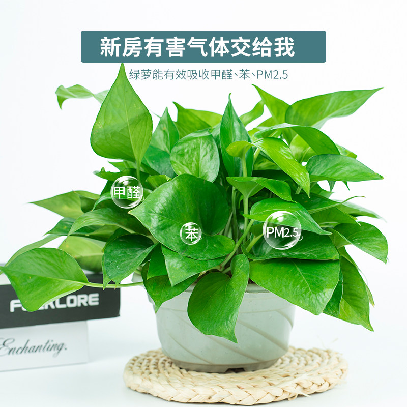 绿萝室内除甲醛植物花卉办公室大盆栽水培绿箩新房家用绿植吸甲醛