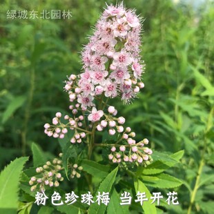 粉色珍珠梅盆栽地栽 南北方抗寒植物 柳叶绣线菊花卉阳台庭院花苗