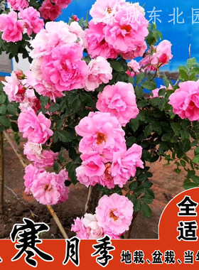 抗寒特大花粉蝶月季花苗半灌半藤