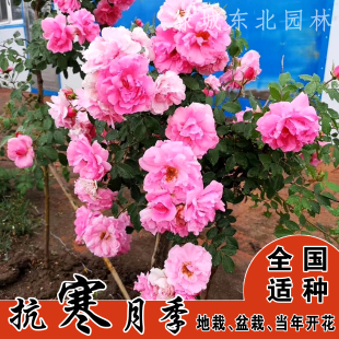 寒粉抗寒月季庭院地栽盆栽花卉阳台特大花月季花苗粉蝶爬墙藤本