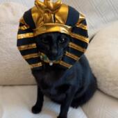 宠物猫咪狗狗金色埃及法老蛇头帽子头套搞笑装 拍照道具头饰 扮变装