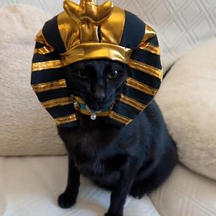 宠物猫咪狗狗金色埃及法老蛇头帽子头套搞笑装扮变装拍照道具头饰