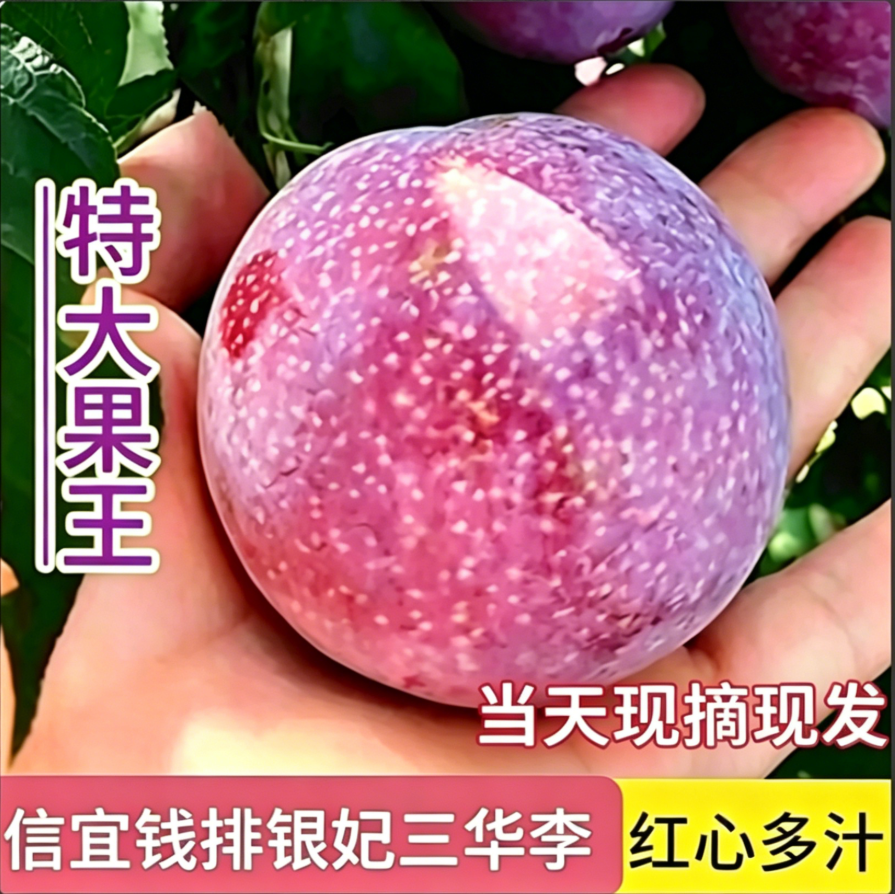 核心产区应季水果现摘钱排银妃三华李新鲜水果孕妇当季正宗红心李