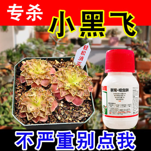 花卉杀虫剂杀花盆里 小飞虫杀小黑飞专用药家用植物花草除虫剂花