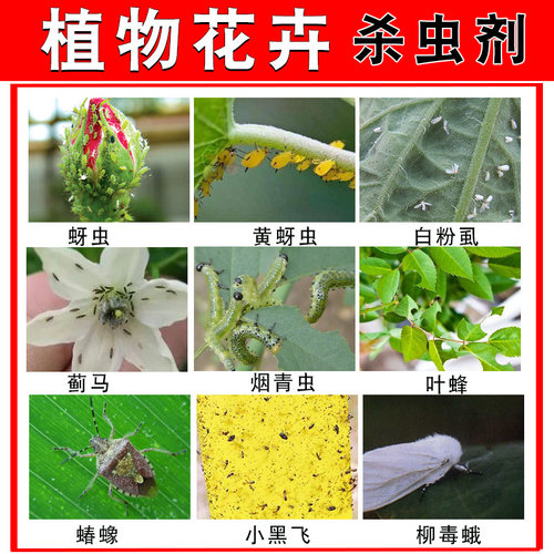 小黑飞月季多肉盆栽植物杀虫剂