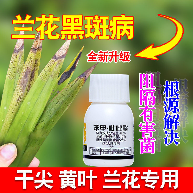 只治病不伤花兰花专用药