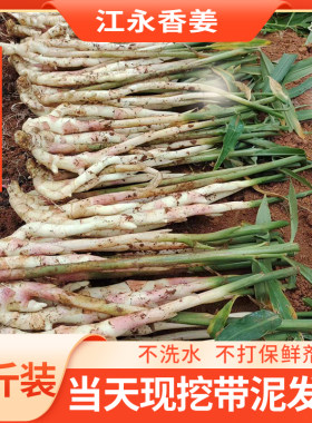 湖南江永香姜现挖红芽嫩姜腌酸姜醋泡姜5斤大新鲜仔姜芽生姜包邮