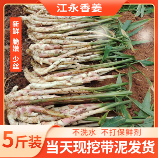 湖南江永香姜现挖红芽嫩姜腌酸姜醋泡姜5斤大新鲜仔姜芽生姜包邮