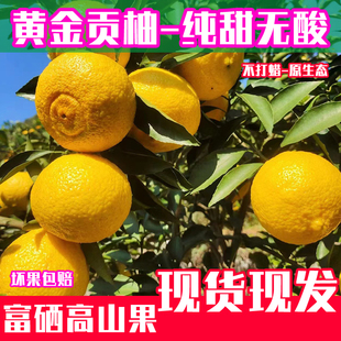 正宗湖南永州江永黄金贡柚春香桔柚柚新鲜纯甜橘柚子当季水果现摘
