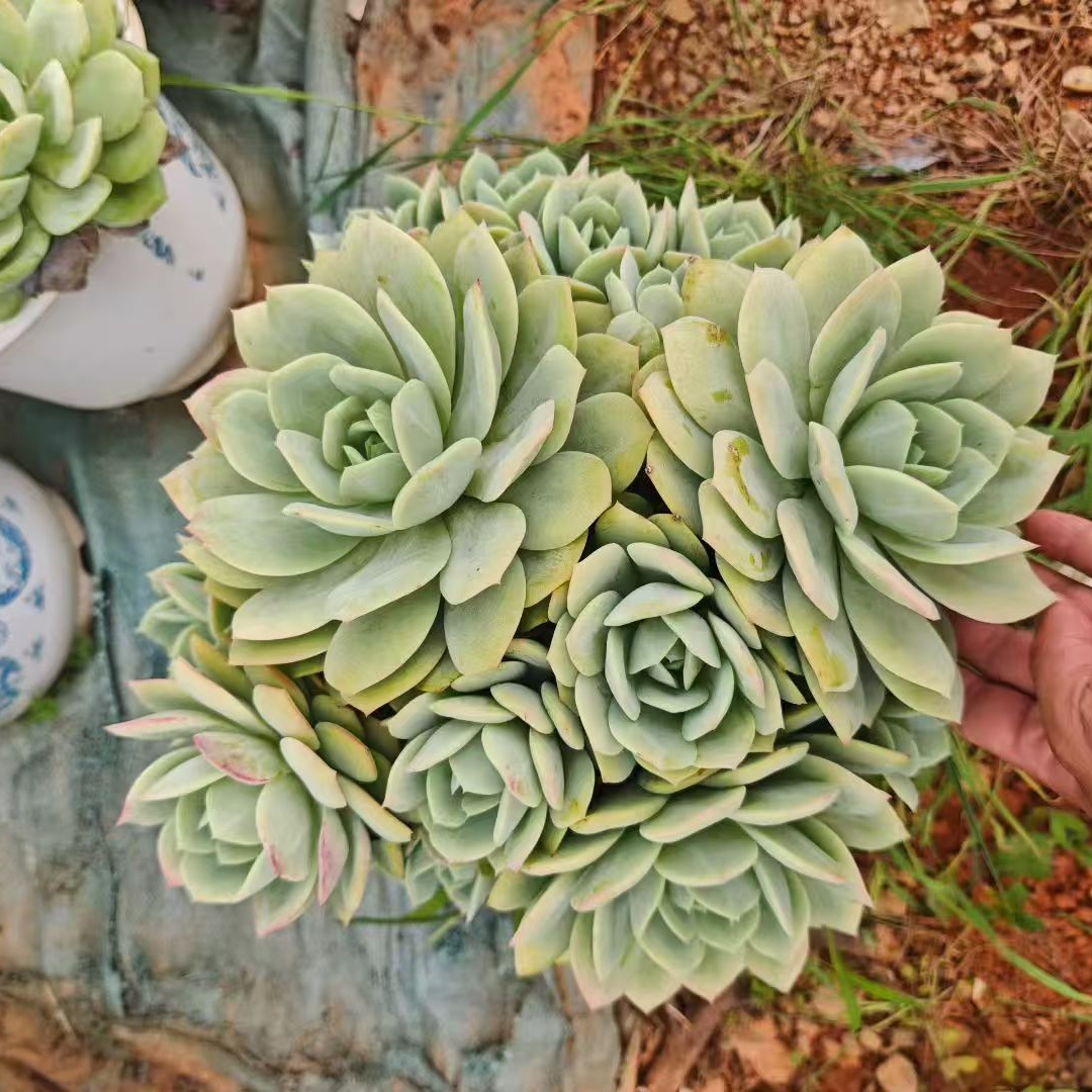 多肉植物新手室内阳台盆栽