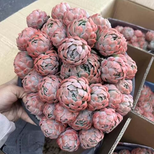 胭脂贝瑞多头多肉组合云南直发