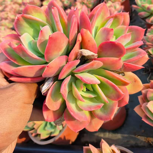 多肉植物老桩绮罗新手室内盆栽植物阳台肉肉组合桌面创意