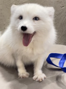 白狐宠物狐狸活体可以养的小狐狸家养狐狸幼崽标价定金