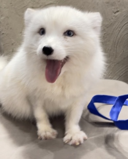 白狐宠物狐狸活体可以养的小狐狸家养狐狸幼崽标价定金