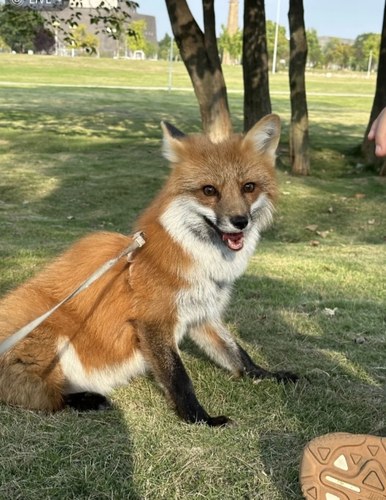 狐宝白狐宠物狐狸活体可以养的小狐狸家养狐狸幼崽标价定金