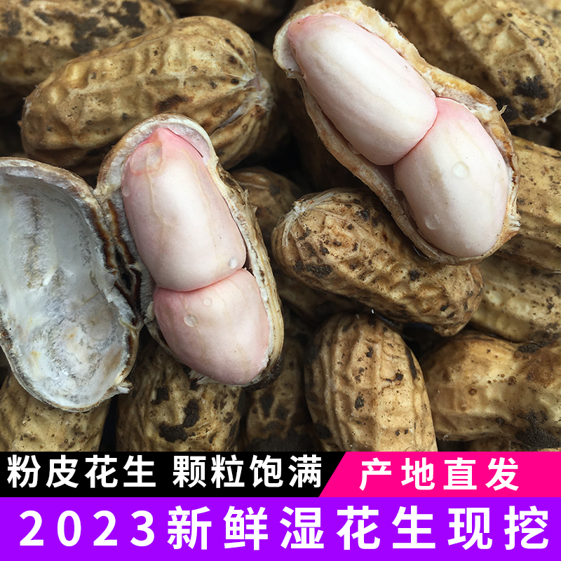 2023新鲜湿花生带壳湿花生现挖农家带泥粉白皮小白沙生花生带壳