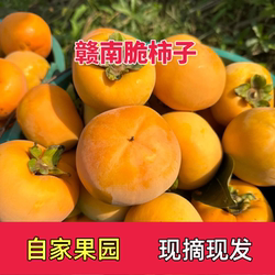 巧克力脆柿子新鲜现摘水果当季整箱包邮脆甜硬柿非磨盘柿火晶太秋