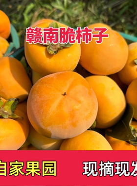 巧克力脆柿子新鲜现摘水果当季整箱包邮脆甜硬柿非磨盘柿火晶太秋