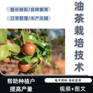 油茶丰产栽培技术视频管护管理教学培训油茶苗油茶树高产种植方法