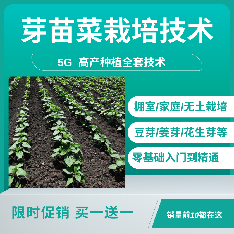 芽苗菜栽培技术视频教程豆芽韭黄花生芽香椿芽蔬菜芽姜芽高产种植