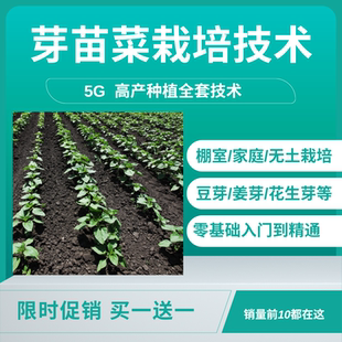 芽苗菜栽培技术视频教程豆芽韭黄花生芽香椿芽蔬菜芽姜芽高产种植