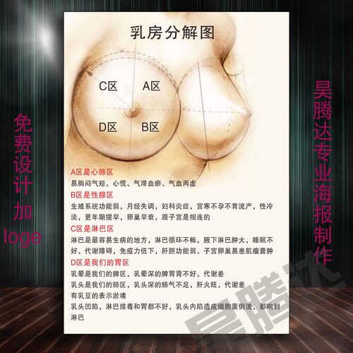 美容养生院乳房分解图功能对照分区排残奶高清挂画海报定制KT展板