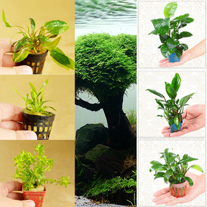 生态缸淡水大叶水草疯狂草缸沉木造景鱼缸水榕水族世界水榕类活体