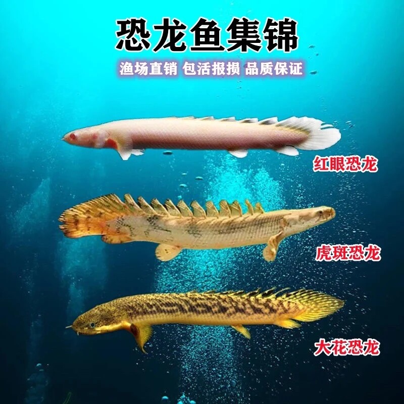 恐龙王鱼虎斑恐龙王鱼大花恐龙鱼活体热带鱼