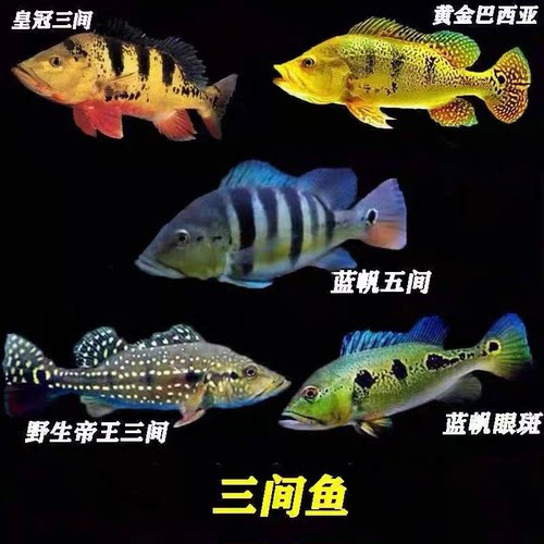 蓝帆五间图腾横带大型热带鱼